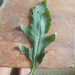 Diplotaxis erucoides Leaf