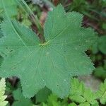 Alchemilla xanthochloraList