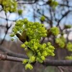 Acer platanoides Λουλούδι