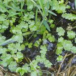 Hydrocotyle ranunculoides Buveinė