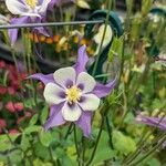 Aquilegia saximontanaFlor