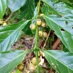 Coffea canephora Fruit