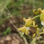 Eulophia petersii Λουλούδι