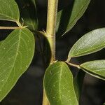 Desmodium cajanifolium Leaf