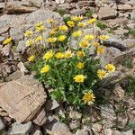 Doronicum grandiflorum Habit