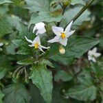 Solanum nigrumÇiçek