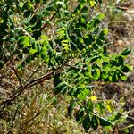 Rhus coriaria Hábito