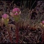 Orthocarpus tenuifolius Habitus