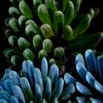 Abies lasiocarpa Likasa