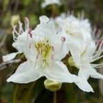 Rhododendron augustinii Flower