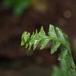 Asplenium erectum Blad