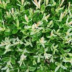 Salix integra Leaf