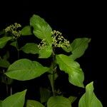 Psychotria pubescens Alkat (teljes növény)