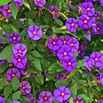 Lycianthes rantonnetii Fula
