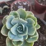 Echeveria secundaFoglia