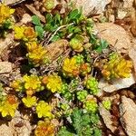 Sedum alpestre Habitat