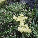 Helichrysum plicatum