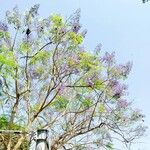 Jacaranda mimosifolia Цветок