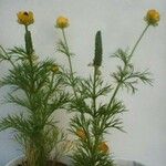 Adonis microcarpa 叶