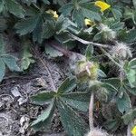 Potentilla verna Leaf