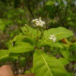 Rauvolfia viridis Fleur