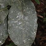 Milicia excelsa Leaf