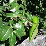 Cryptostegia madagascariensis Fruit