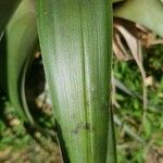 Tillandsia utriculata Leaf