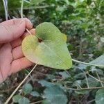 Aristolochia baeticaFolla