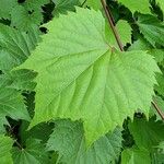 Vitis riparia x Vitis rupestris Leaf