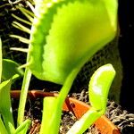 Dionaea muscipula পাতা