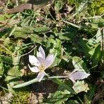 Colchicum alpinum Virág