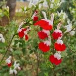 Salvia microphyllaЦвят