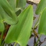 Pontederia cordata Likasa