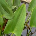 Pontederia cordata Fuelha