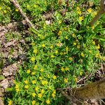 Anemone ranunculoidesFlower