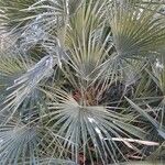 Chamaerops humilis Hábitos