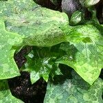 Podophyllum cv. 'Kaleidoscope' Hábitos