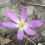 Colchicum lusitanum Blüte