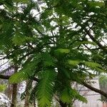 Metasequoia glyptostroboides Feuille