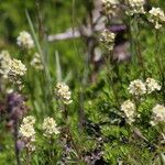 Luetkea pectinata Habit