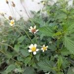 Tridax procumbensFlower