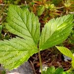 Rubus saxatilis List