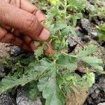 Hibiscus trionum Fruchs