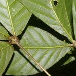 Angostura granulosa Hoja