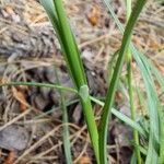 Carex distans Φλοιός