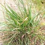 Danthonia decumbens List