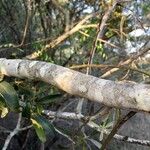 Euclea natalensis Ŝelo