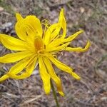 Gelasia hirsuta Flower