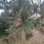 Pinus nigra Hostoa